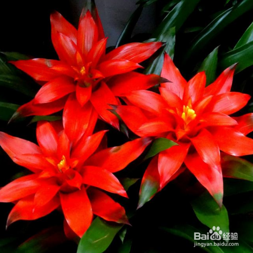 水塔花枯萎了怎么处理?