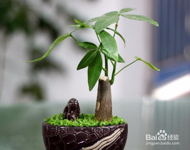 发财树怎么养 发财树的养殖方法和注意事项