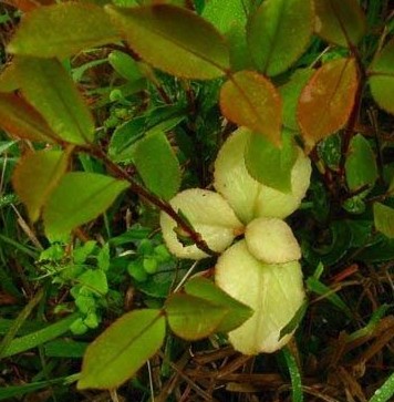 【儿童节】勾起你童年回忆的野果子