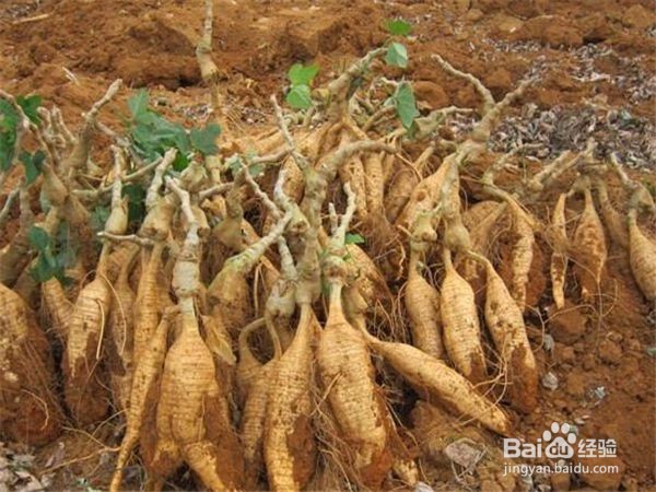 菊苣栀子茶适合的人群有哪些?