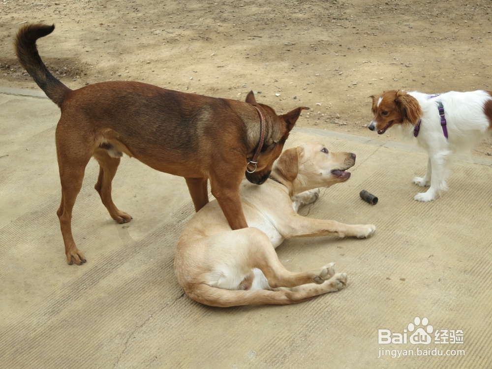 幼犬刚领回家要注意几点