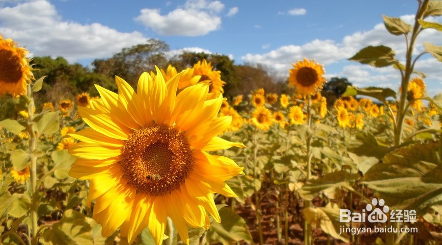 种眉毛的流程是怎样的?