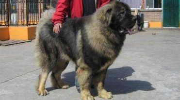 高加索犬怎么喂养