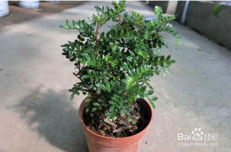 清香木种植方法