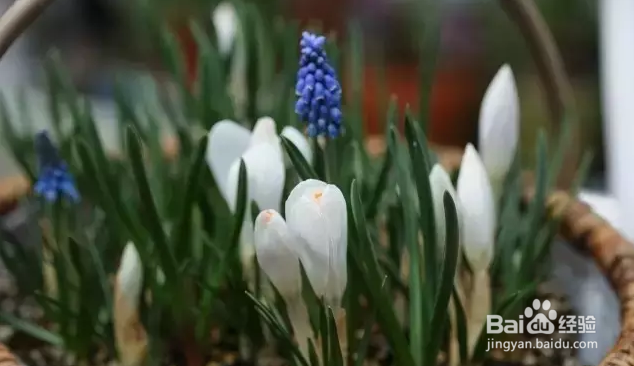 球根植物种植