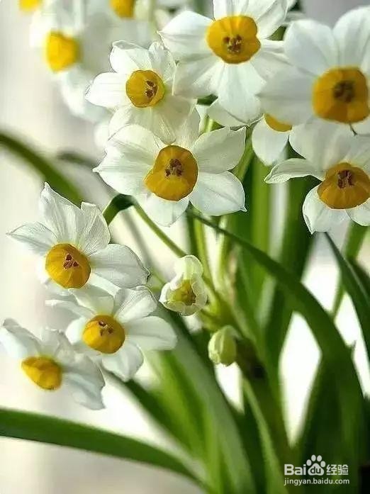 花怎么养在花瓶里