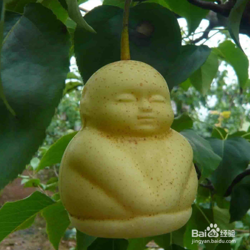 人参果怎么种植？