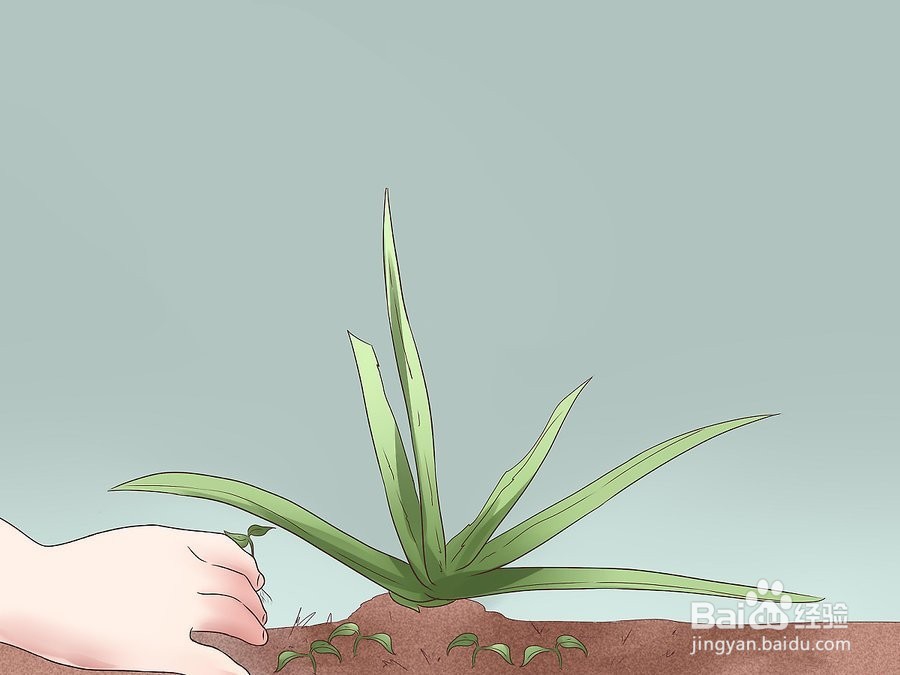 如何种植芦荟？