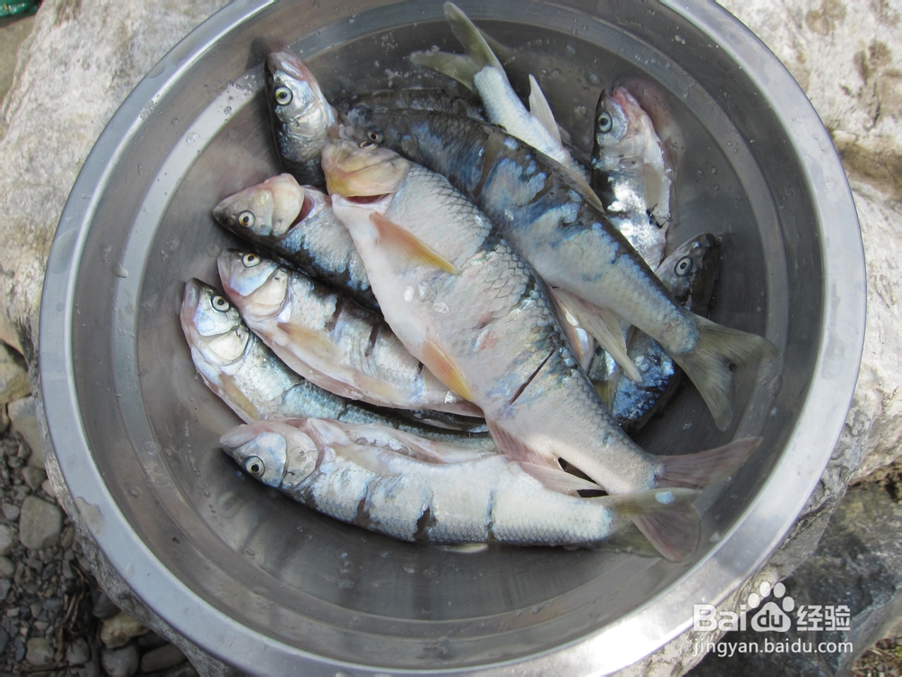 怎样捕捉刁子鱼又怎样用它来烧烤?