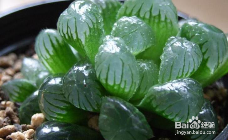 如何种子播种玉露