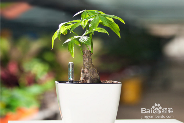 如何有效避免发财树烂根