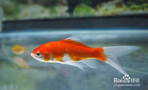 金鱼的繁殖用水有些什么讲究 百度经验