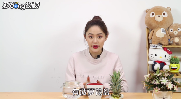 教你怎么种菠萝