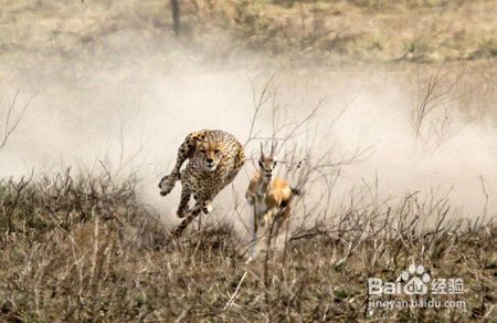 猎豹的杀手锏，加速和快速变向能力