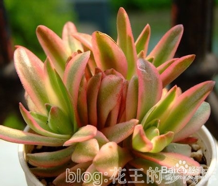 多肉植物拉丁属名小知识