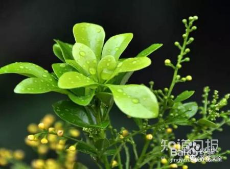雾霾天,这20种花摆在家里最吸霾!