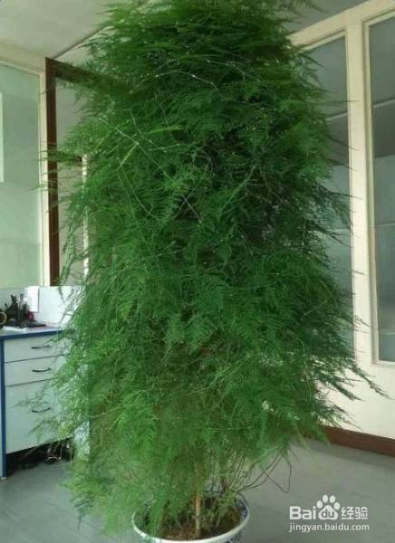 花盆边戳个洞，埋点它，花猛蹿狂长，叶子长成绿瀑布!
