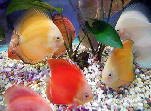 观赏鱼的分类