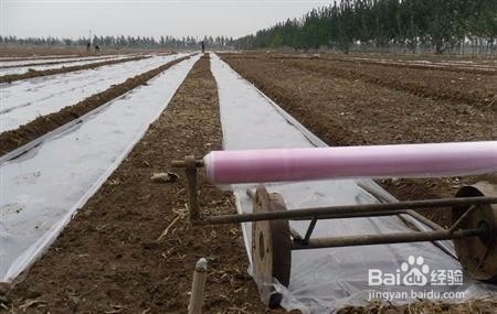 种大蒜如何能获高产