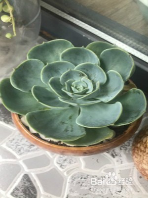石莲花的养护技巧有什么?