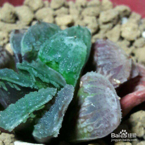 碧雷鼓多久浇一次水？