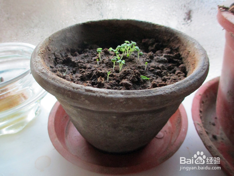 冬日窗台小菜园——柠檬香薄荷