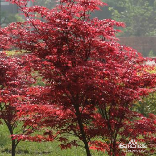 日本红枫的养殖方法和注意事项