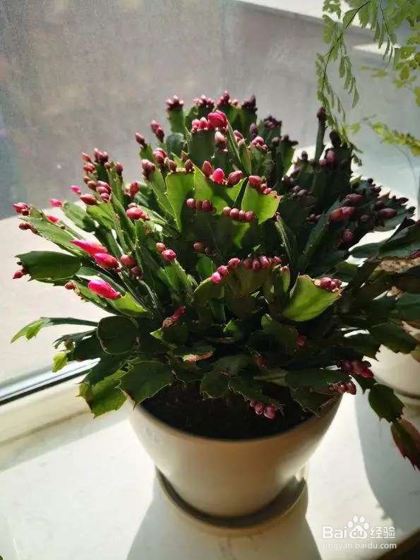 长寿花剪一刀,理个小平头,株型矮壮开花多