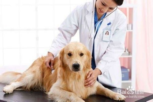 高考志愿怎么填报成为一名宠物医生