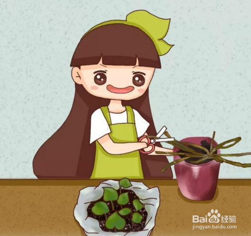 绿萝黄叶了别扔, 明年又是新的一盆!