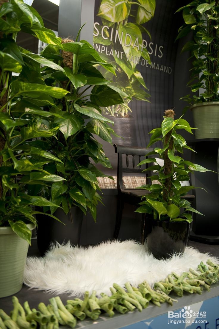 清除甲醛小心走进误区