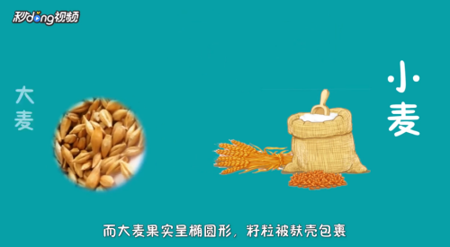 大麦和小麦如何区别