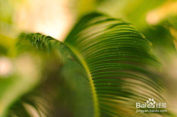 jquery实现的图片裁剪插件