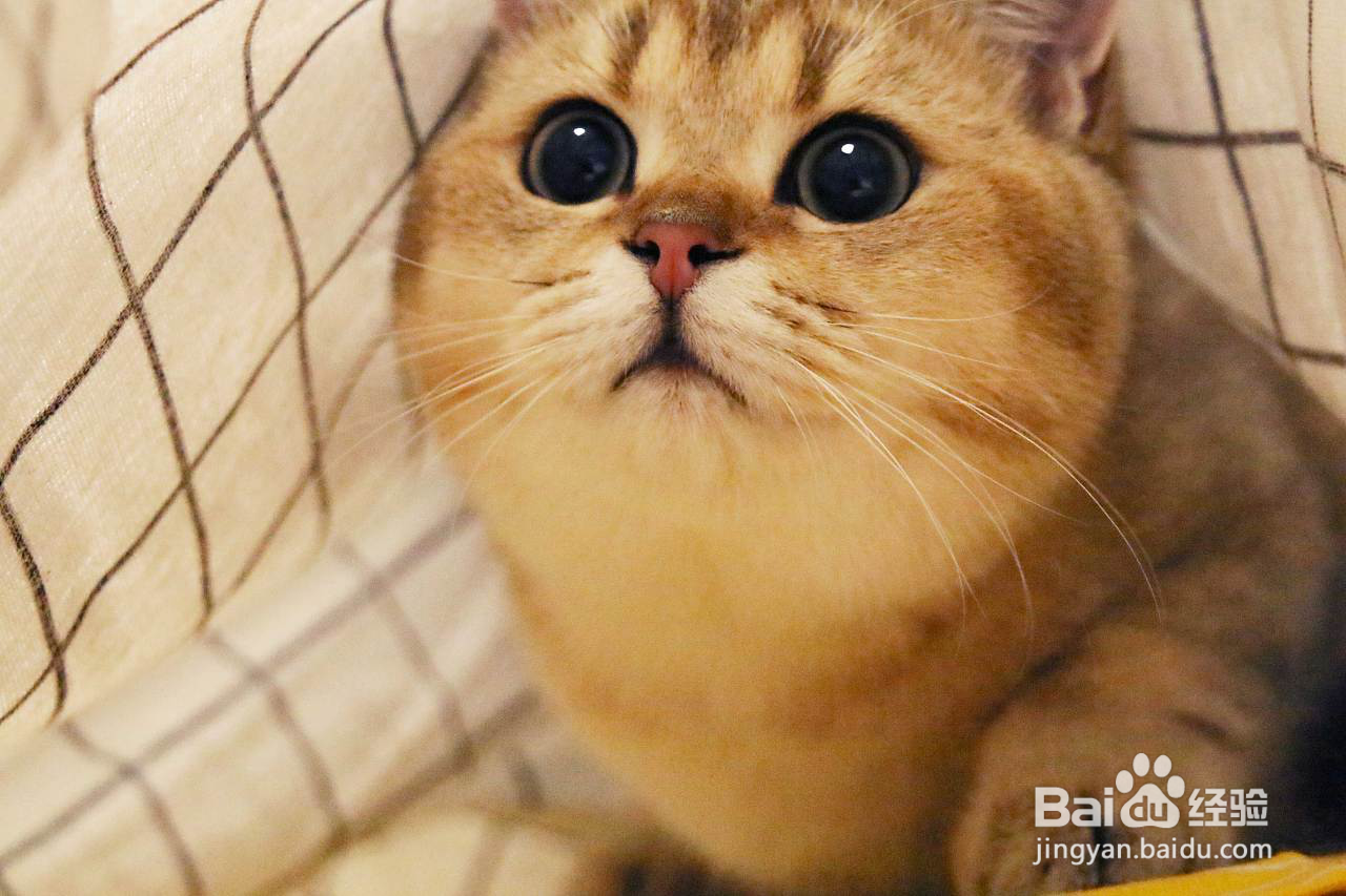 猫卵磷脂有什么功效与作用