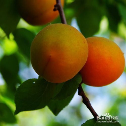 杏梅的培育方法和注意事项