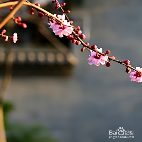 红梅花的养殖方法有哪些？