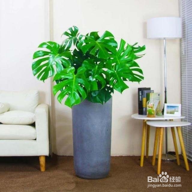 “吸甲醛”的小能手，新装修的房间多放几盆！