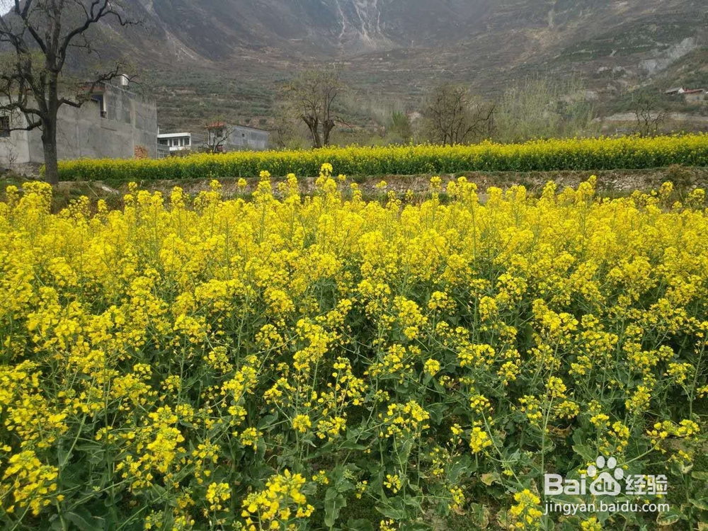 你知道西宁周边农村人的夏天是怎样度过的吗？