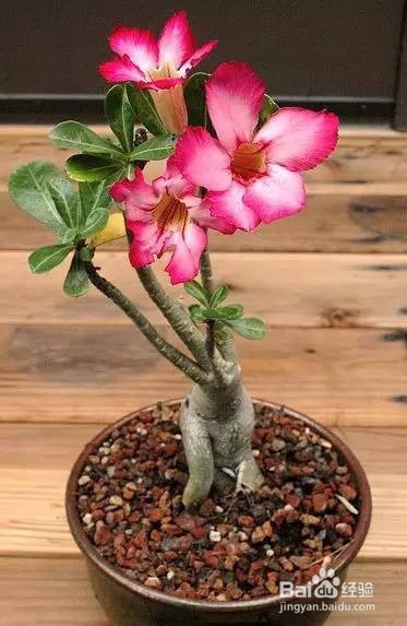 客厅宜放的植物