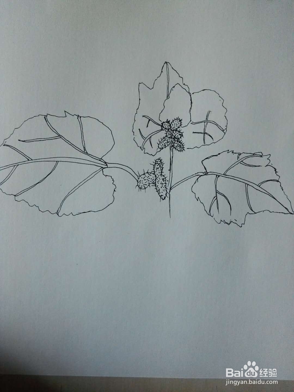 呆耳的水彩画法