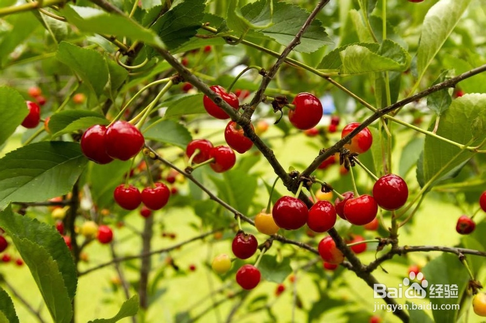 樱桃嫁接的最佳时间和方法是怎样的?