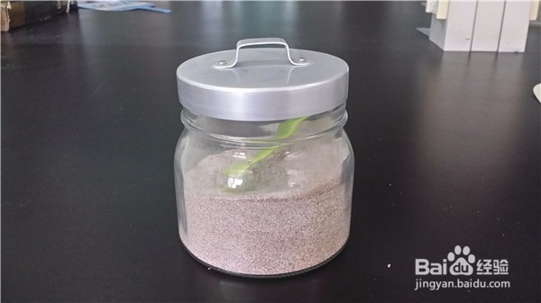 如何干燥和保存受潮了的干果