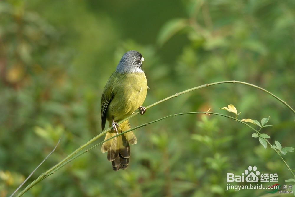 野生领雀嘴鹎鸟怎么养?