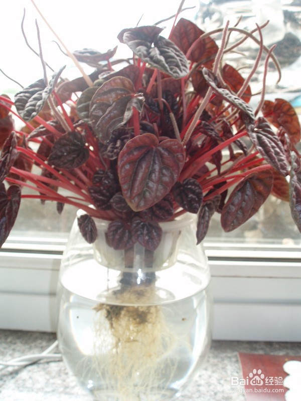 水养植物插穗水插取材法