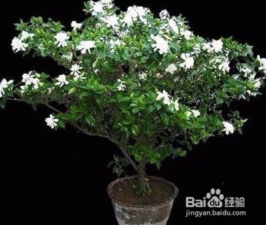 栀子花的修剪方法