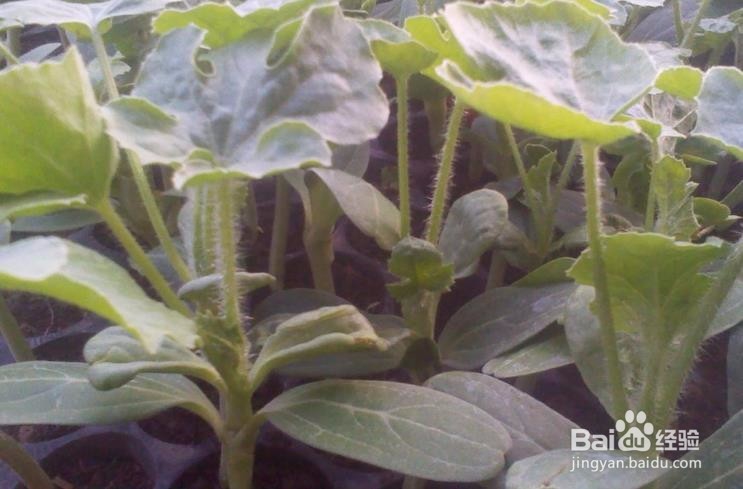 西瓜嫁接后怎么判断是活了