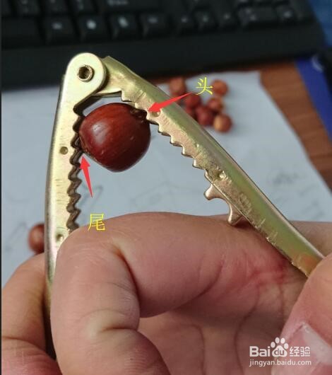 如何夹榛子/如何使用坚果夹子/榛子去壳