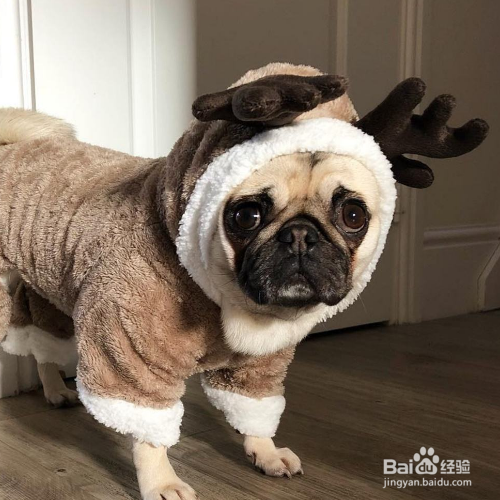 怎么看狗狗有没有营养不良？