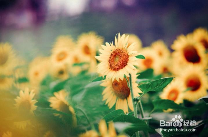 FLASH制作擦出图片的效果（AS3）