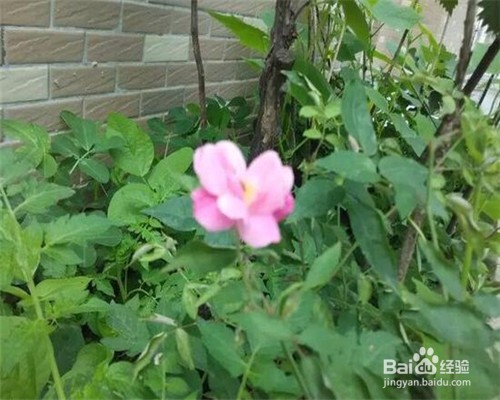 养花到底要怎么浇水？大家平时都做对了吗？